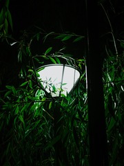 1204217