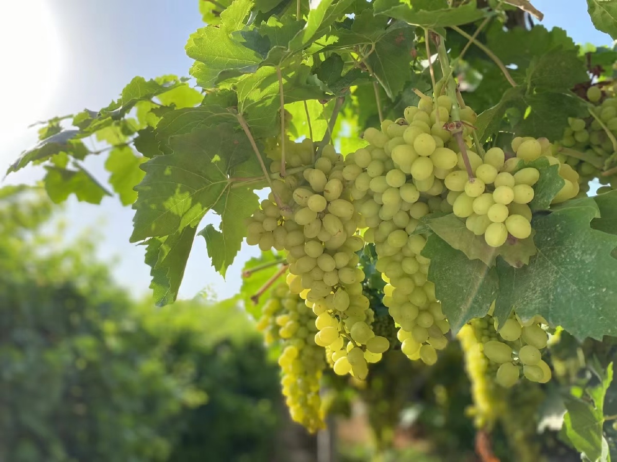 新疆无核白葡萄