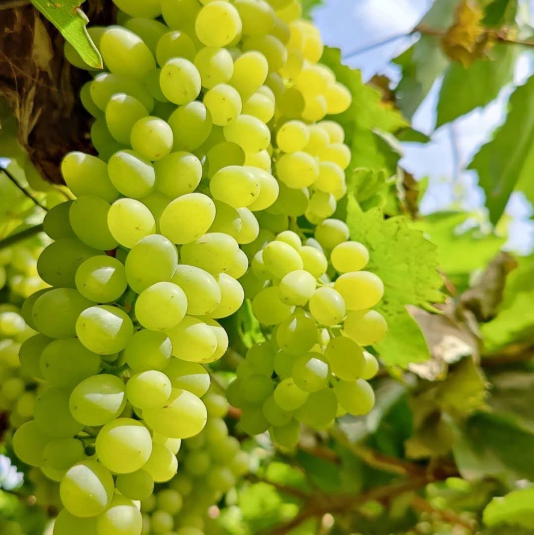 新疆无核白葡萄