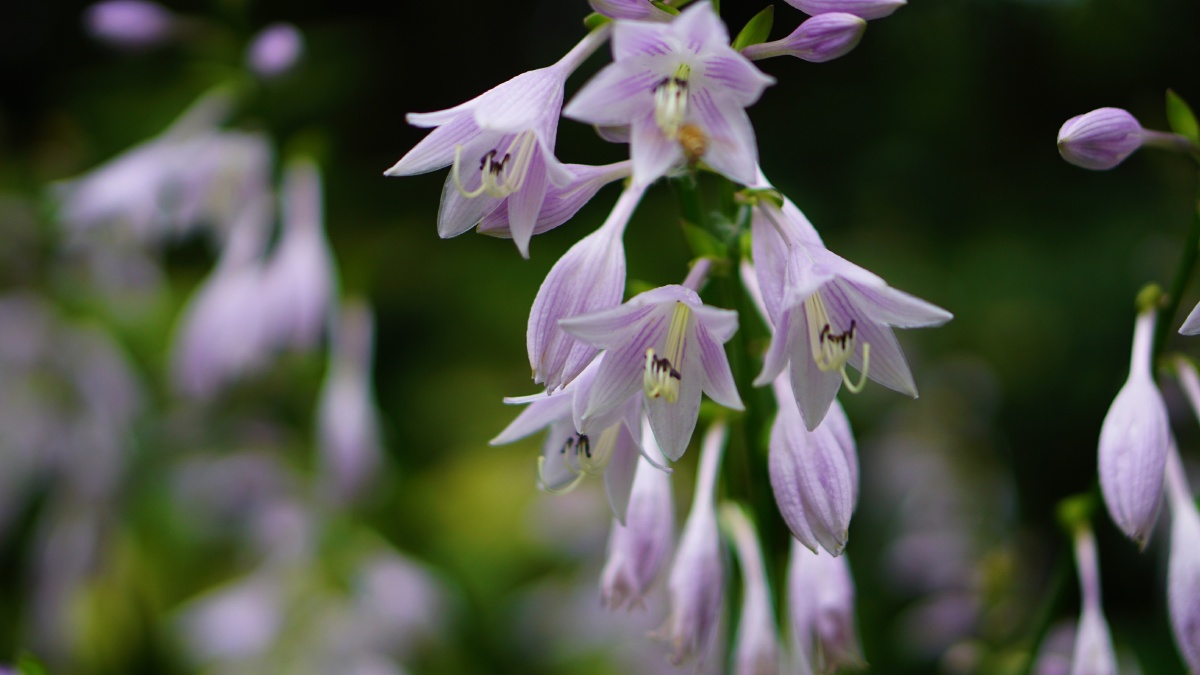 紫萼又名紫玉簪百合科玉簪属多年生草本植物