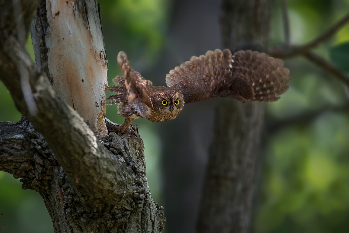68 - 香樟树 - 图虫