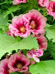花2