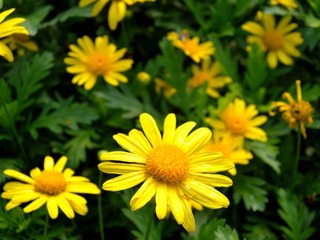花4