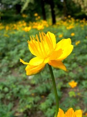 花3