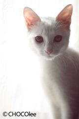 IMG_0736.jpg