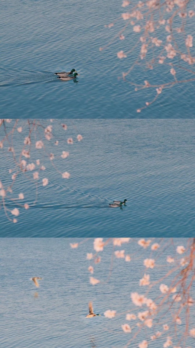 清新脱俗的壁纸看着人心情的都会变好