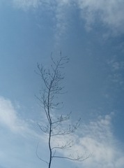 86803