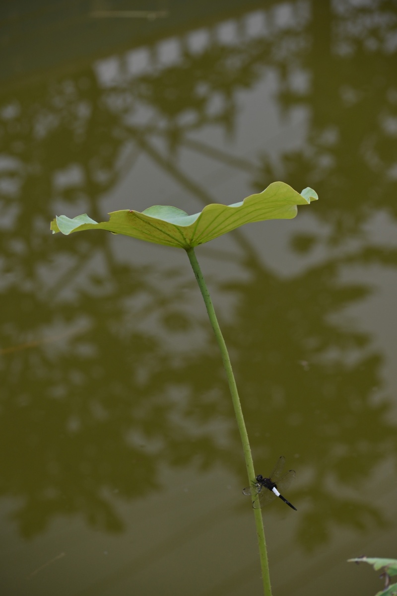 龙苍蝇在荷叶杆