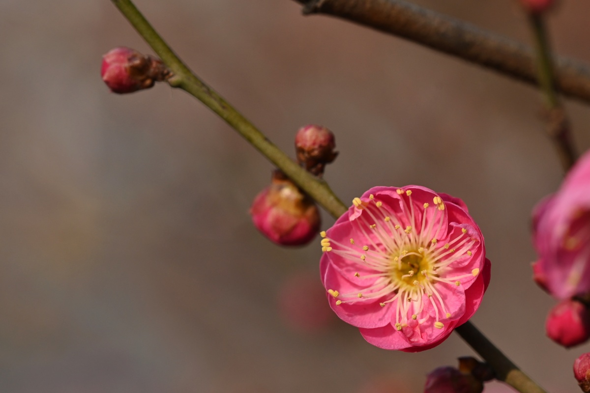 多重瓣梅花五进入老法师季节拿起你手中的拍摄设备一起加入这场盛典