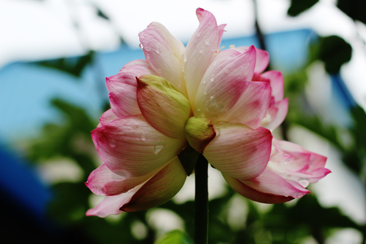 并蒂芙蓉并蒂莲并蒂荷花