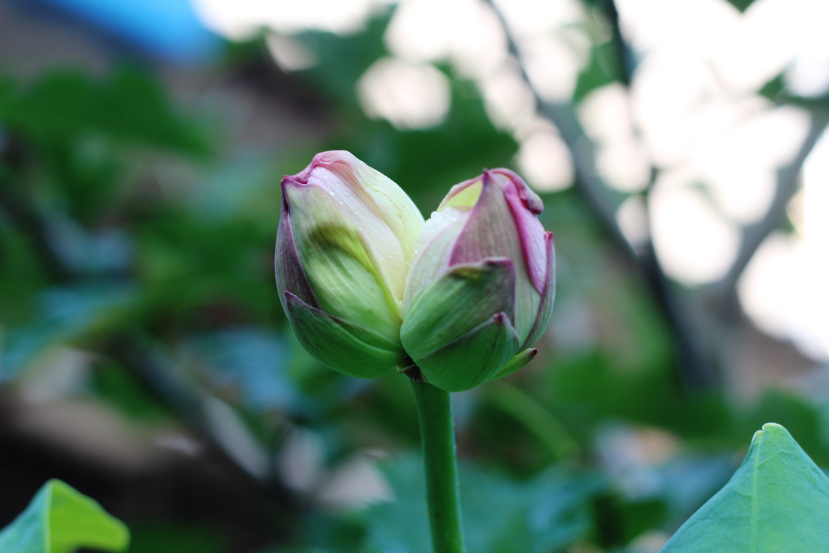 并蒂芙蓉并蒂莲并蒂荷花
