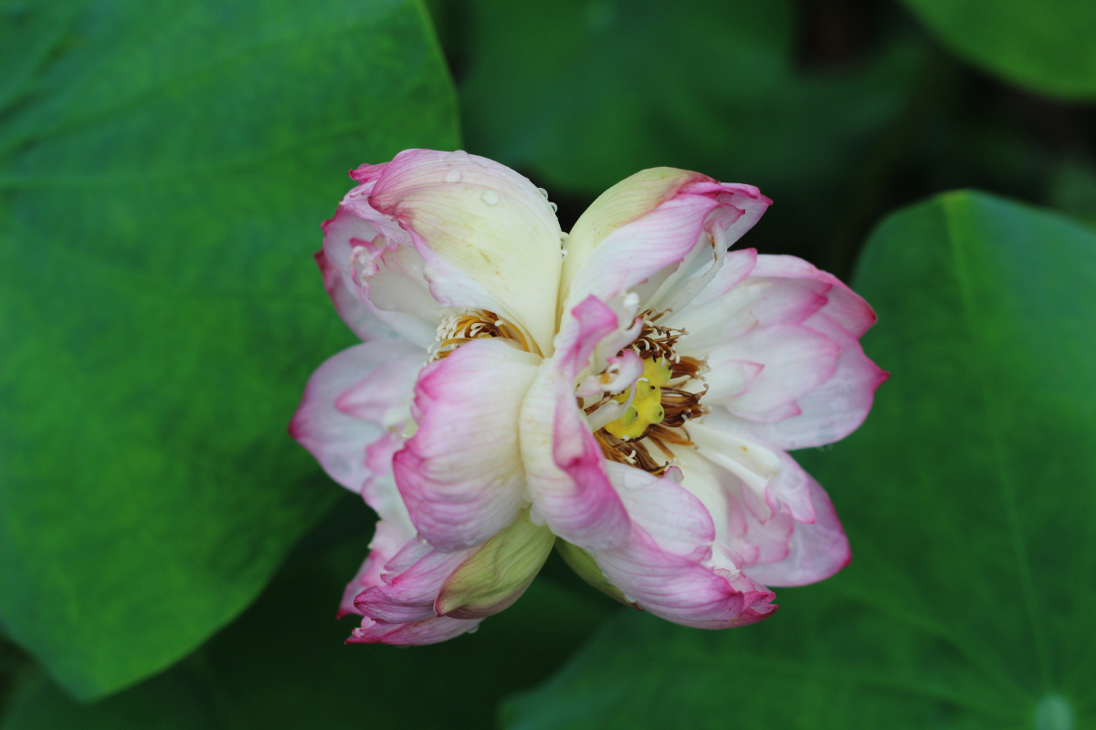 并蒂芙蓉并蒂莲并蒂荷花
