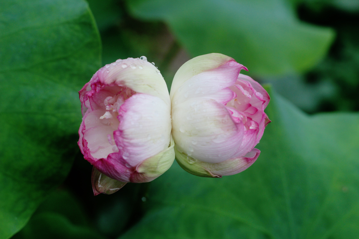 并蒂芙蓉并蒂莲并蒂荷花