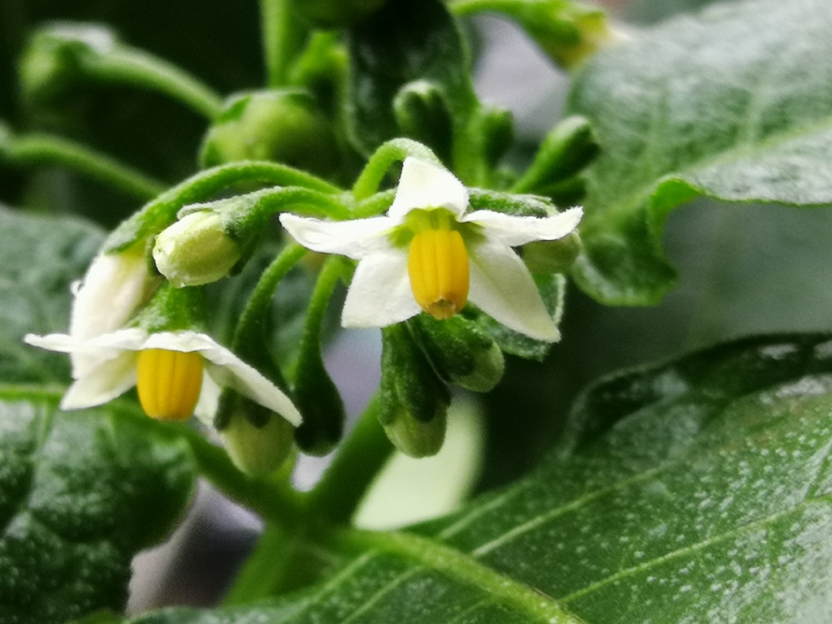 儿时吃过的野茄子学名龙葵,开花～结果了 - 曼妙旅程 - 图虫