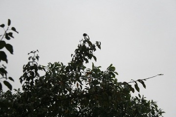 _MG_8081.jpg