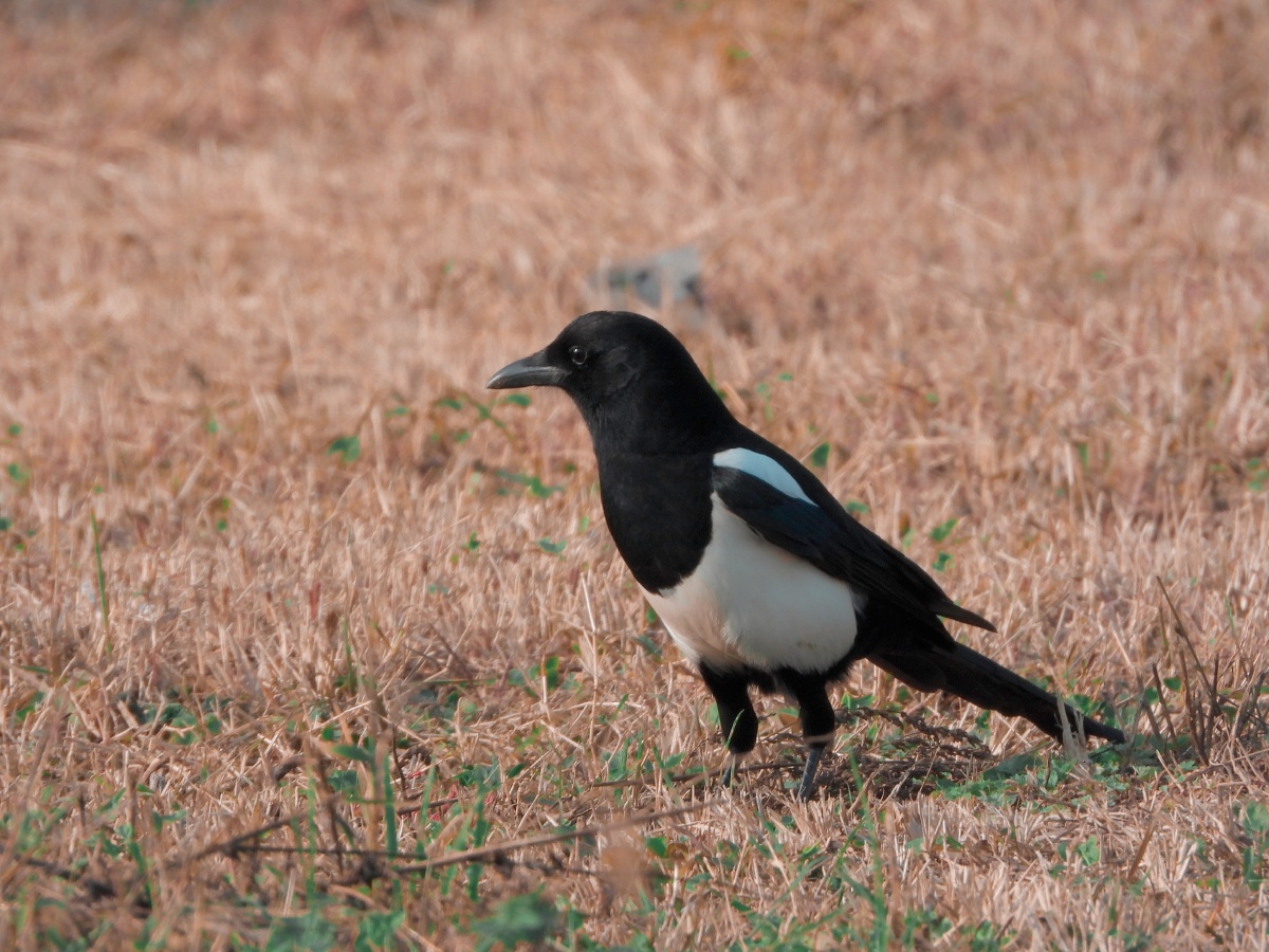 巡视的大尾巴狼
