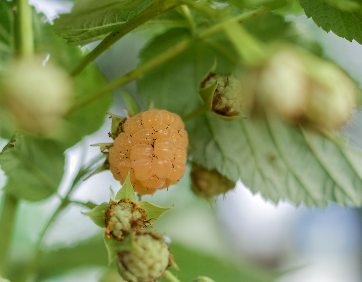 相机sonya330镜头1835mm夏季真是个惊喜的季节随处可见的昆虫蔬菜果实