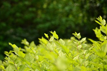 DSC_2730.JPG