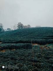 2964559