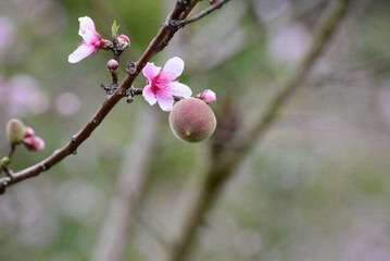 春桃DSC_2175.jpg