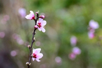 二月桃花DSC_2114.jpg