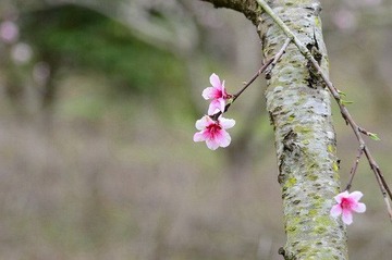 风韵（一）DSC_2154.jpg