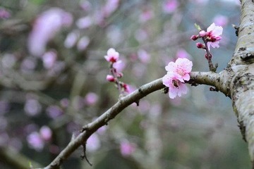 蜂恋花（二）DSC_2193.jpg