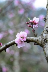 蜂恋花（一）DSC_2194.jpg