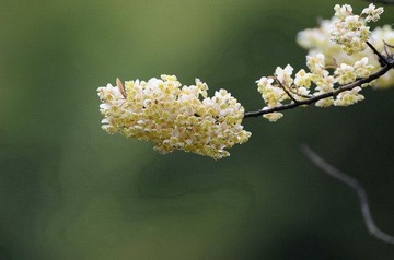 李花飘香DSC_2105.jpg