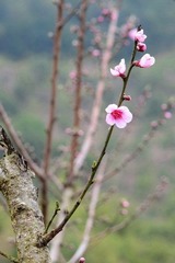 桃花相映DSC_2125.jpg