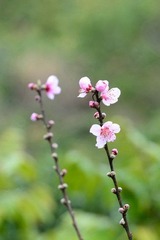 桃影DSC_2119.jpg