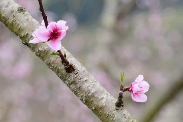 桃花含笑DSC_2152.jpg