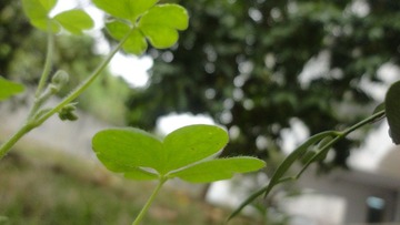 DSC01111.JPG