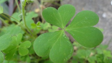 DSC01114.JPG