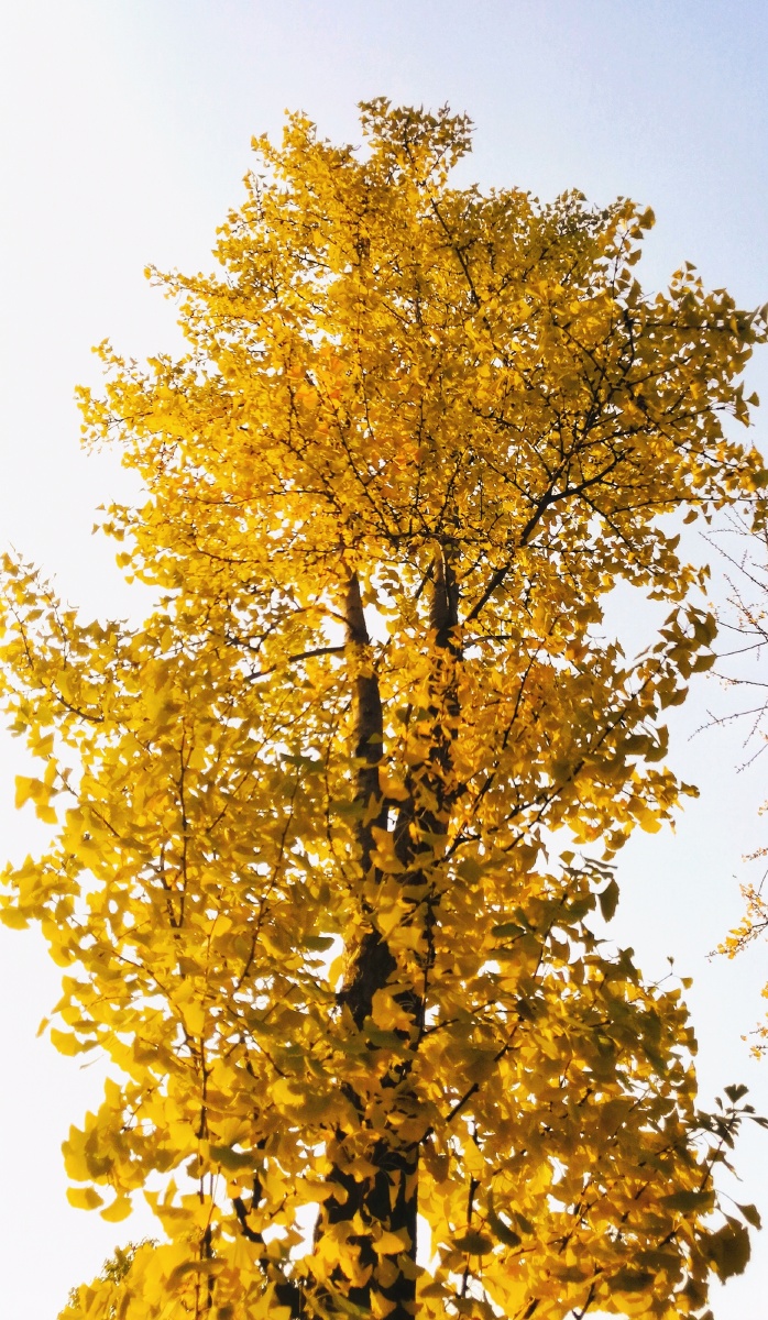银杏树 - 花瓣语 - 图虫