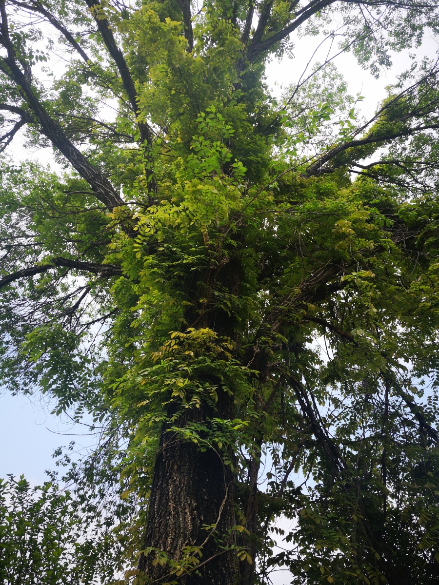 庭中有奇树绿叶发华滋