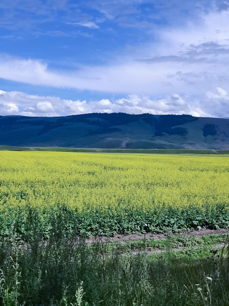 新疆伊犁之云端草原