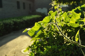 DSC_0459.jpg
