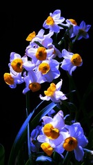 DSC08115_conew1.jpg