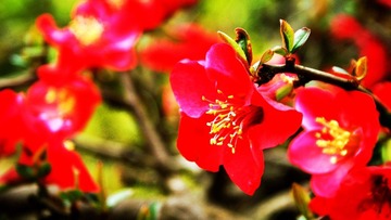 DSC08116_conew1.jpg