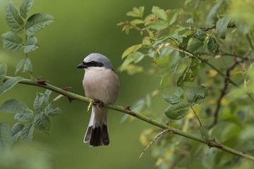 IMG_6299.jpg