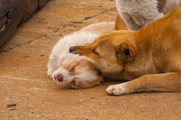IMG_6382.jpg