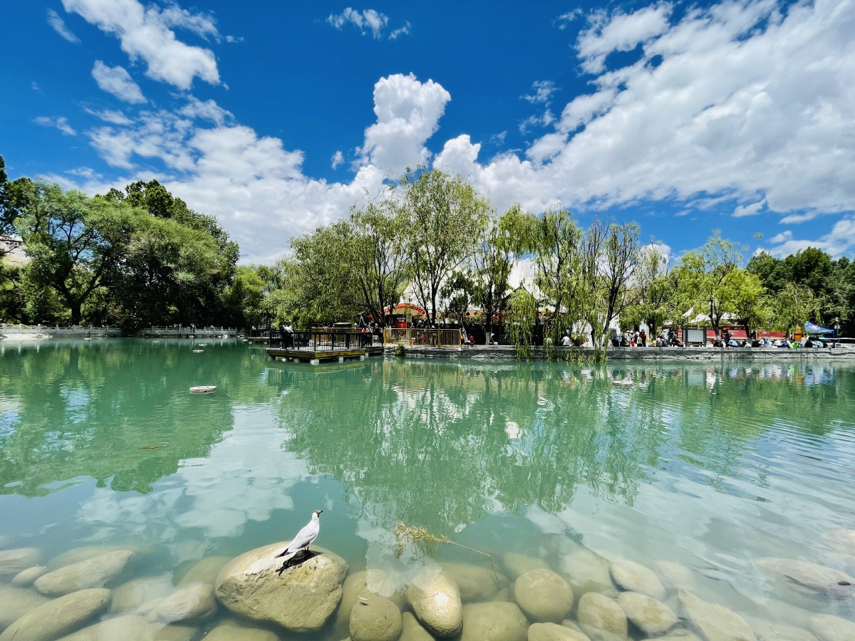 拉萨宗角禄康公园鸟