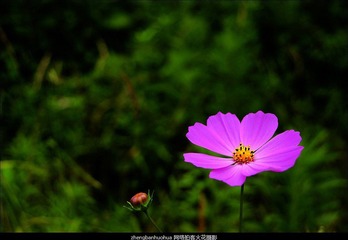 路边野花