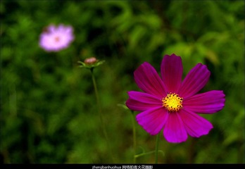 _DSC0242