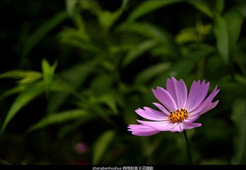 _DSC0246