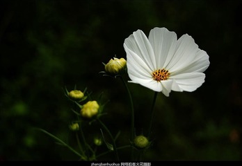 _DSC0247