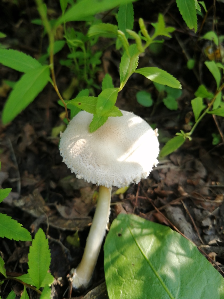 小蘑菇 - 水盾爱心水站 - 图虫
