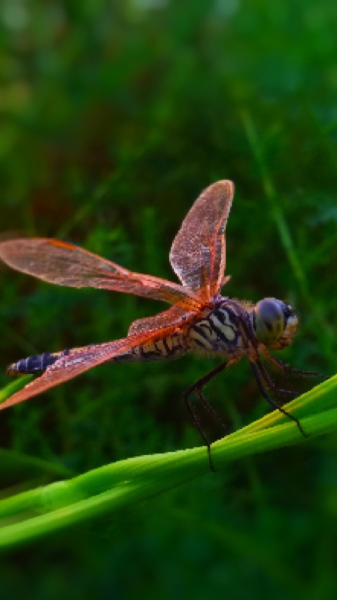 清晨阳光下的蜻蜓