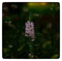 3092B8EC-C015-4A7E-9494-22B9B66AF1ED/L0/001